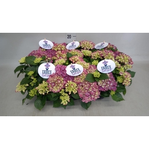 Hydrangea mac. 'Table-Tensia'