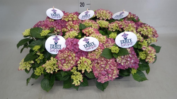 <h4>Hydrangea mac. 'Table-Tensia'</h4>