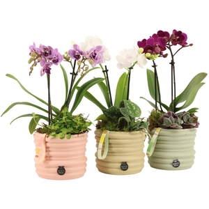 21956: Contradiction arrangement