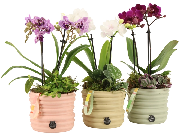 <h4>21956: Contradiction arrangement</h4>