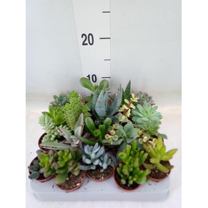 Succulents   ...