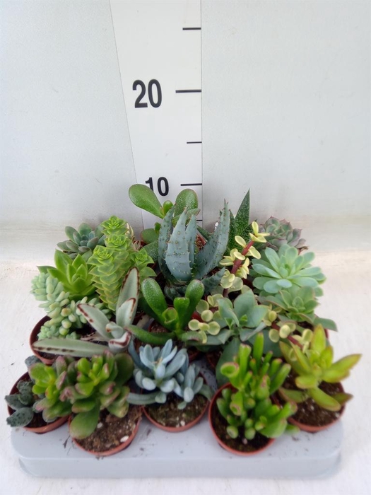 <h4>Succulents   ...</h4>
