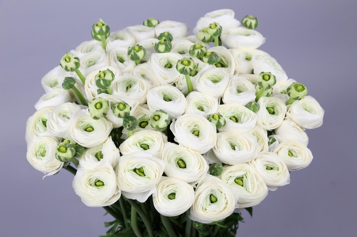 Ranunculus Clooney Firenze Extra
