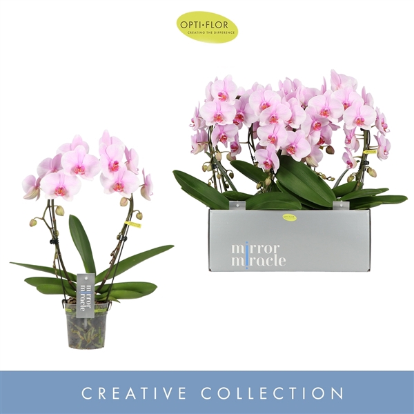 <h4>Phal 2-tak Mirror Tiana</h4>