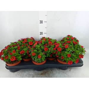 Calibrachoa  'Minifam Orange'