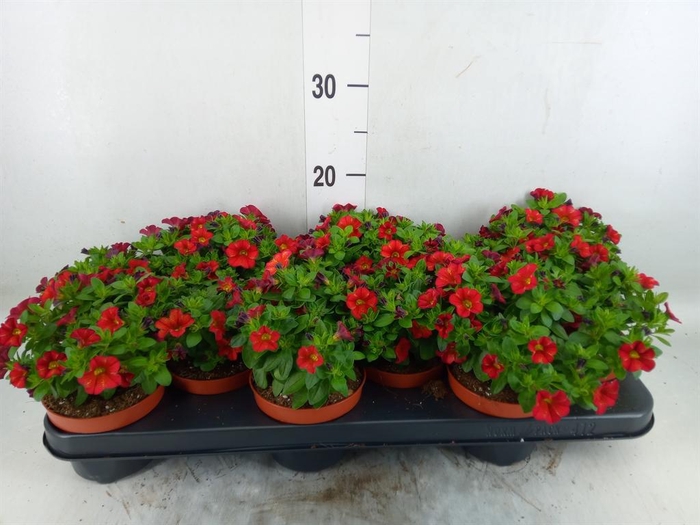 <h4>Calibrachoa  'Minifam Orange'</h4>