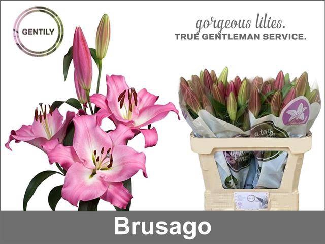 <h4>Li Ot Brusago</h4>