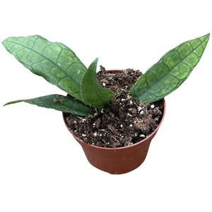 Hoya Finlaysonii Sukirin