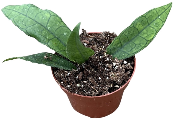 <h4>Hoya Finlaysonii Sukirin</h4>