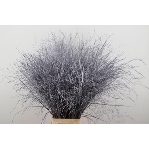 Siergras Panic Kbh Metallic Purple P Stem