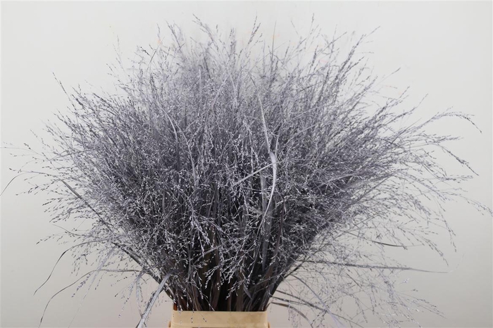 <h4>Siergras Panic Kbh Metallic Purple P Stem</h4>