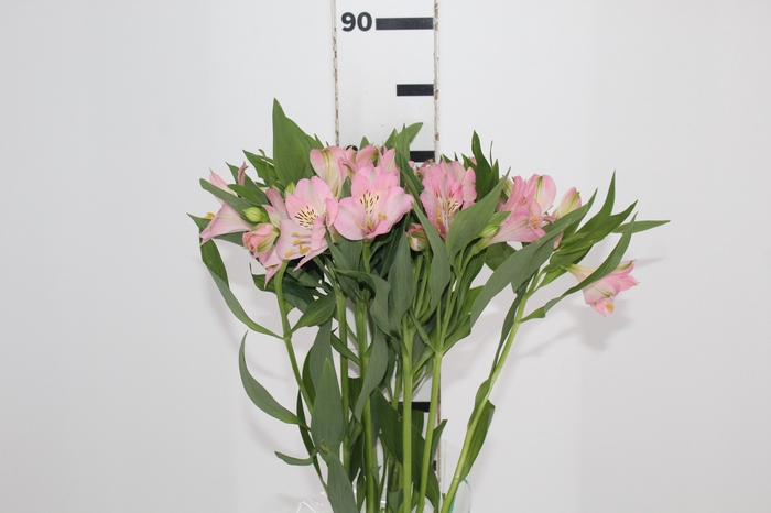 <h4>ALSTROEMERIA DUBAI 080 CM</h4>