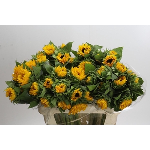Helianthus Orange Fire
