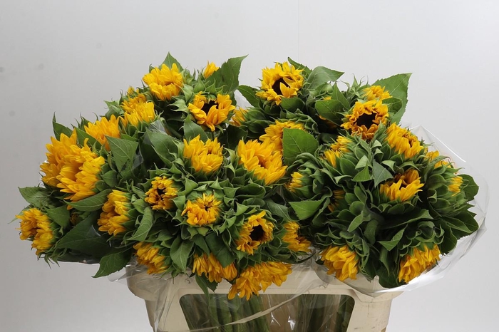 <h4>Helianthus Orange Fire</h4>