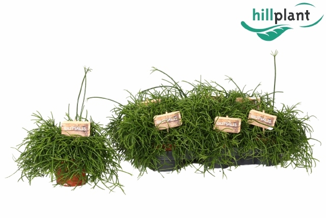 <h4>RHIPSALIS BA OASIS</h4>