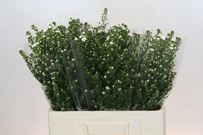 <h4>Aster Paquita</h4>