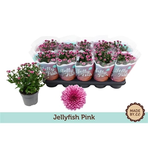 Chrysant Jellyfish Pink