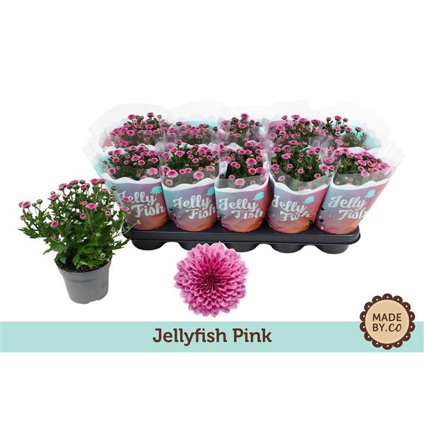 <h4>Chrysant Jellyfish Pink</h4>