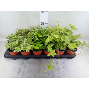 Hedera helix   ...mix 3