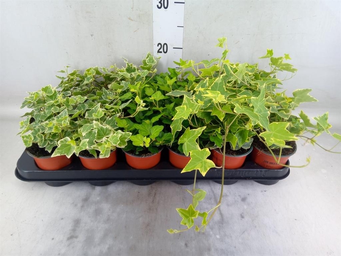 <h4>Hedera helix   ...mix 3</h4>