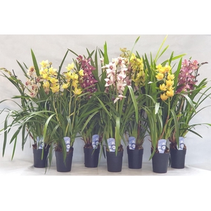 Cymbidium gemengd