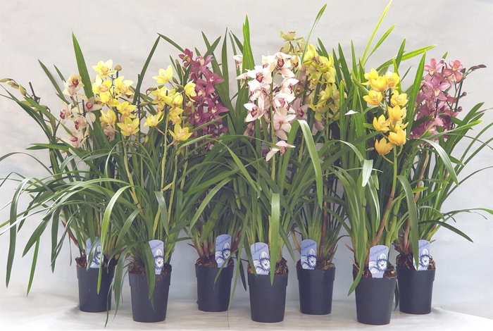 <h4>Cymbidium gemengd</h4>