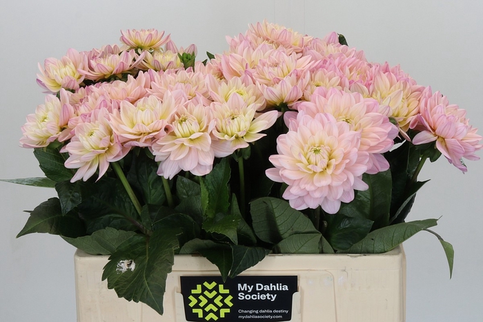Dahlia Dianas Memory