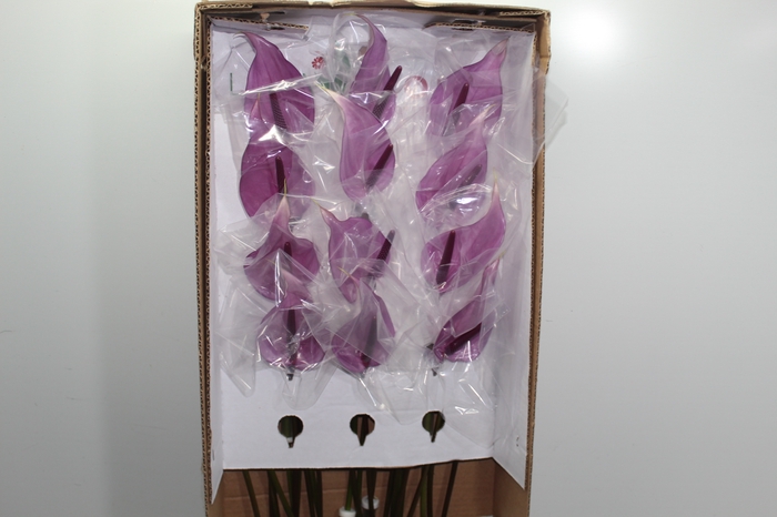 ANTHURIUM PREVIA(R) 9/11 035 CM DIAM MIN 9 CM ROXO