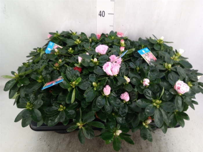 <h4>Rhododendron SI 'Hellmut V' ..mix 6</h4>