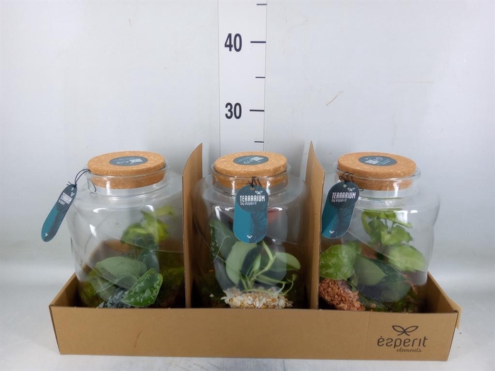 <h4>Arr.    Planten  H%</h4>