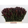 Leucadendron Saf Sunset Dark R.