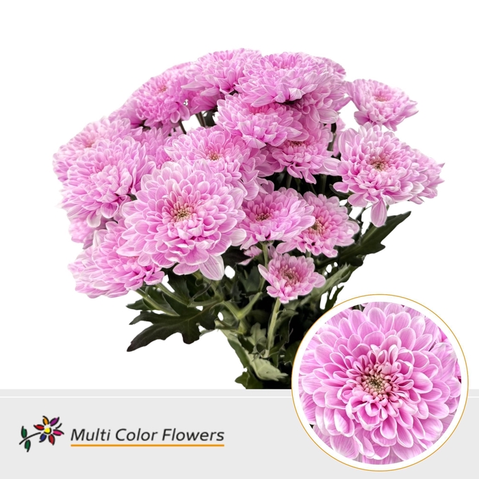 <h4>Chr T Altaj Soft Erica</h4>