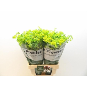 Bupleurum Rotundifol