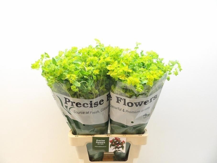 <h4>Bupleurum Rotundifol</h4>