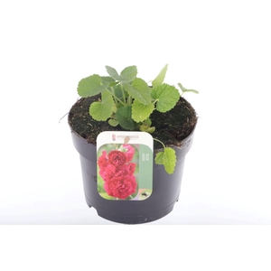 Alcea rosea Chart. Double Scarlet