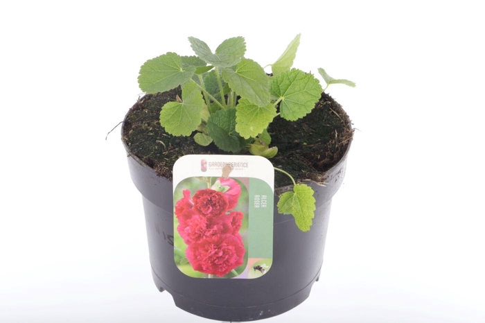 <h4>Alcea rosea Chart. Double Scarlet</h4>