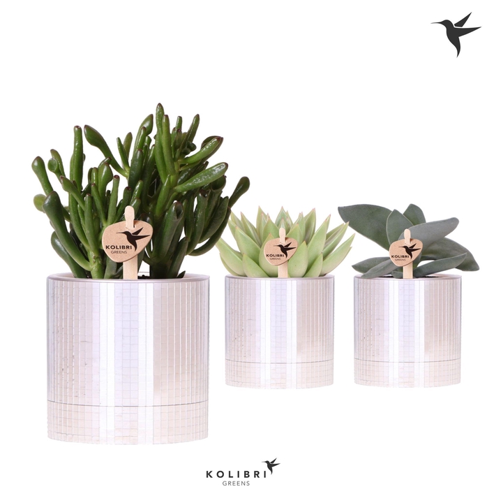 <h4>Kolibri Greens Succulenten mix in Disco pot</h4>