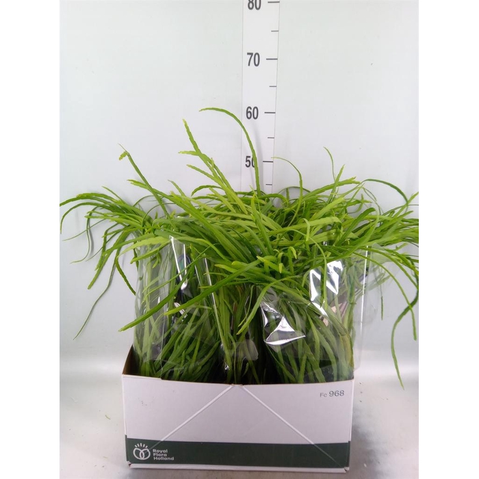 <h4>Rhipsalis   ...</h4>