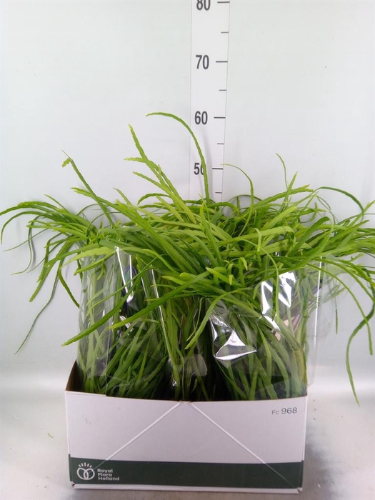 <h4>Rhipsalis   ...</h4>