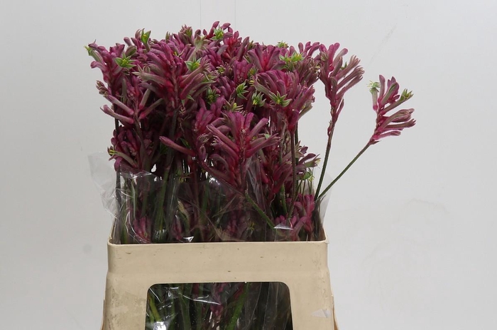 <h4>Anigozanthos Mini Pearl</h4>