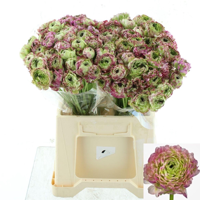 <h4>RAN PON PON MALVA</h4>