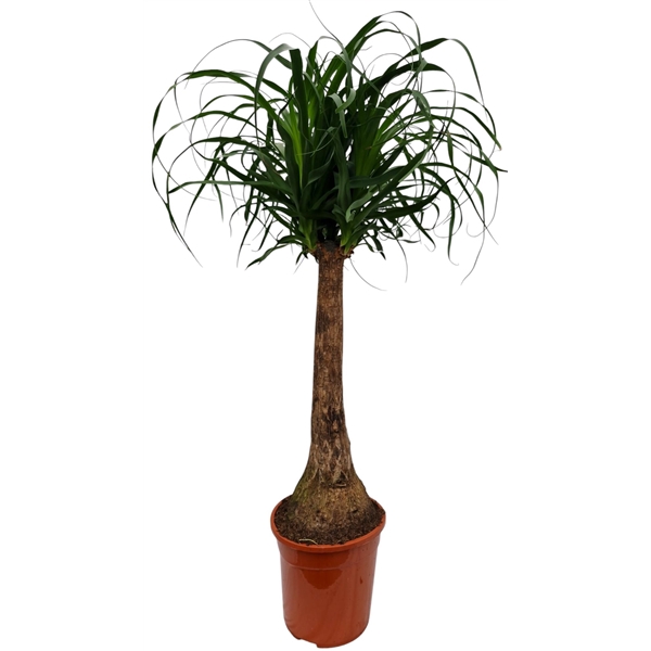 <h4>Beaucarnea 24 cm</h4>