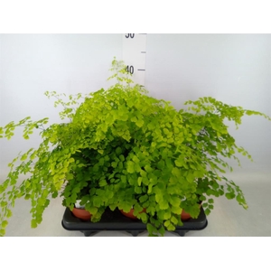 Adiantum raddi. 'Fragrans'