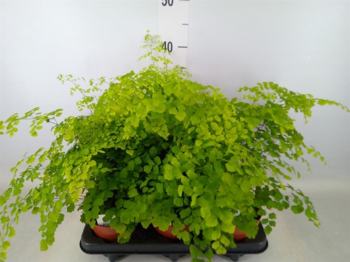 <h4>Adiantum raddi. 'Fragrans'</h4>