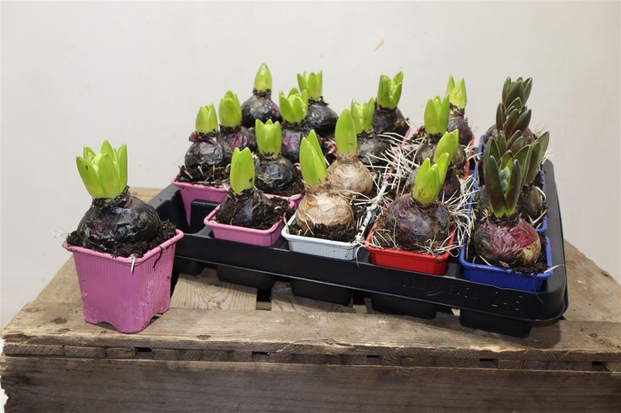 <h4>Hyacin Gem 4 Kl</h4>