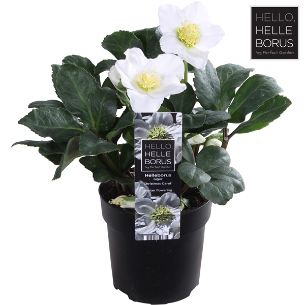 <h4>Helleborus niger 'Christmas Carol' P10,5</h4>