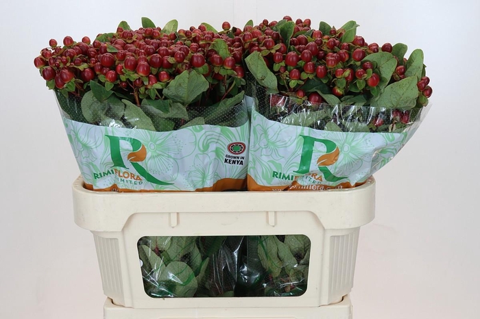 <h4>Hypericum Magical Seasons</h4>