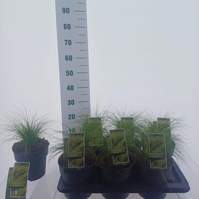 <h4>Stipa tenuissima ColorGrass Pony Ta</h4>