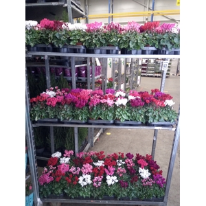 Cyclamen KL 'Carino'