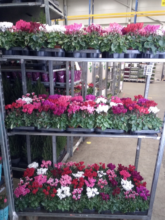 <h4>Cyclamen KL 'Carino'</h4>